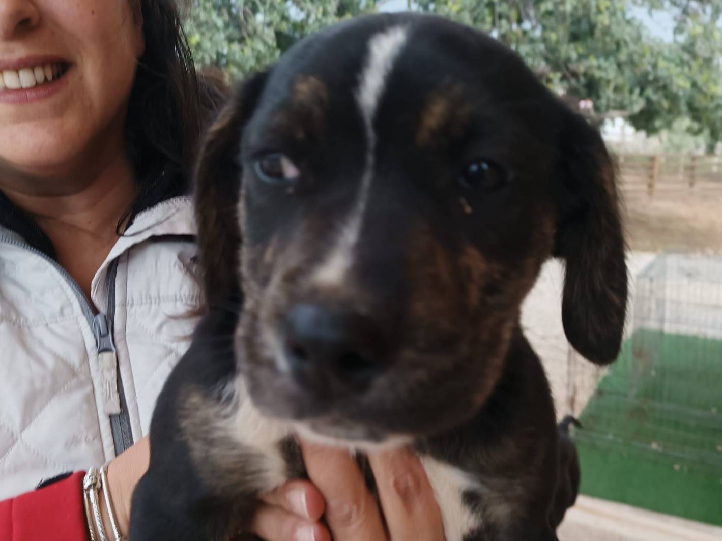Adotta un cane, taglia media contenuta, femmina, Ragusa