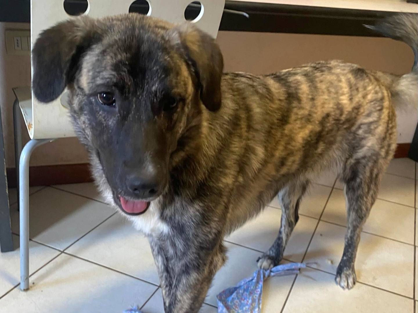 Adotta un cane, maschio, 11 mesi, Varese