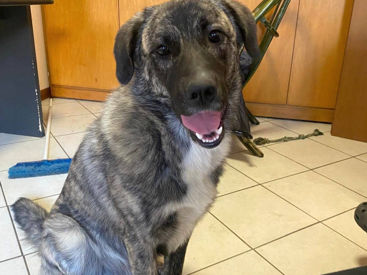 Vuoi adottare un cane a Varese?