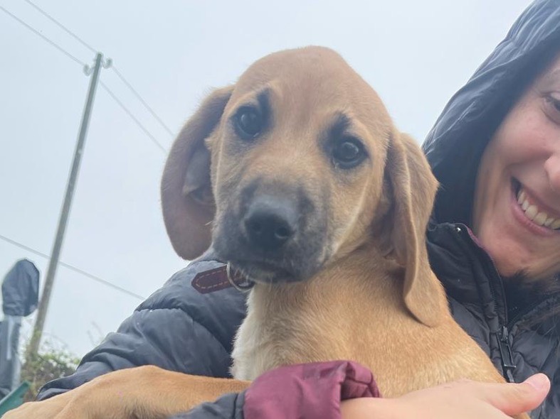 Adotta un cane, maschio, 4 mesi, Treviso