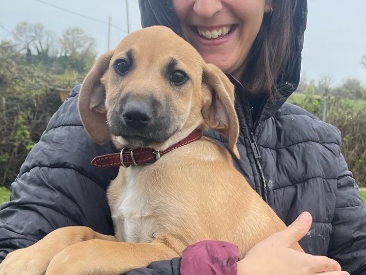 Adozione cane, maschio, Razza sconosciuta Razza sconosciuta, 4 mesi, taglia media contenuta, Treviso