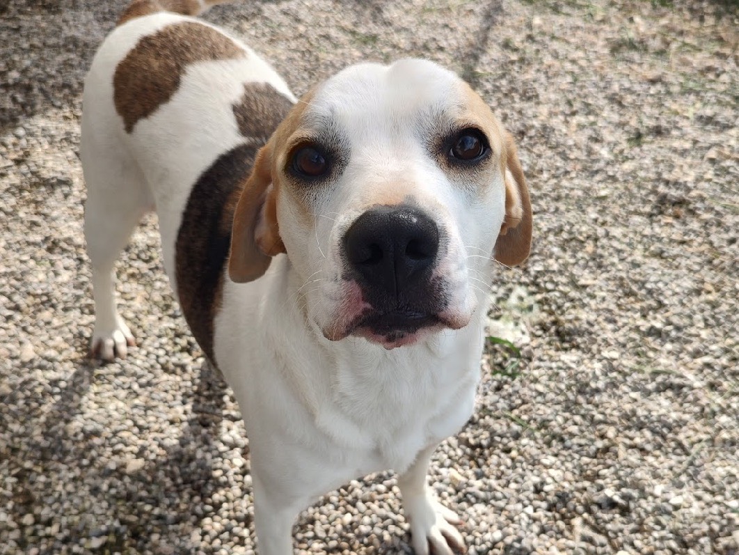 Vuoi adottare un cane a Treviso?