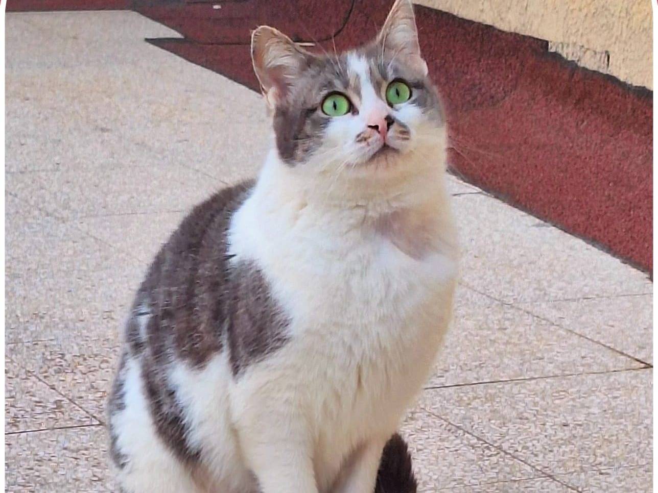 Foto dell'animale