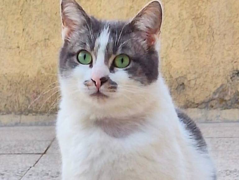 Adotta un gatto, femmina, 1 anno e 4 mesi , Torino