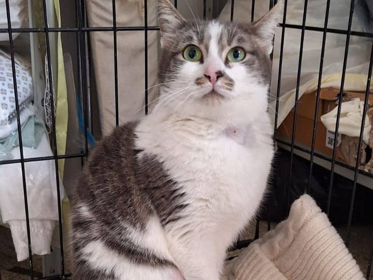 Adotta un gatto, taglia non valida, femmina, Milano