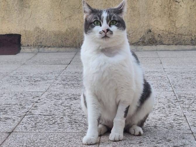 Vuoi adottare un gatto a Torino?
