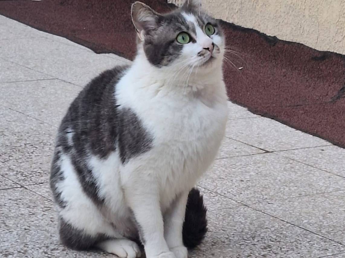 Adotta il gatto Trilly  a Torino