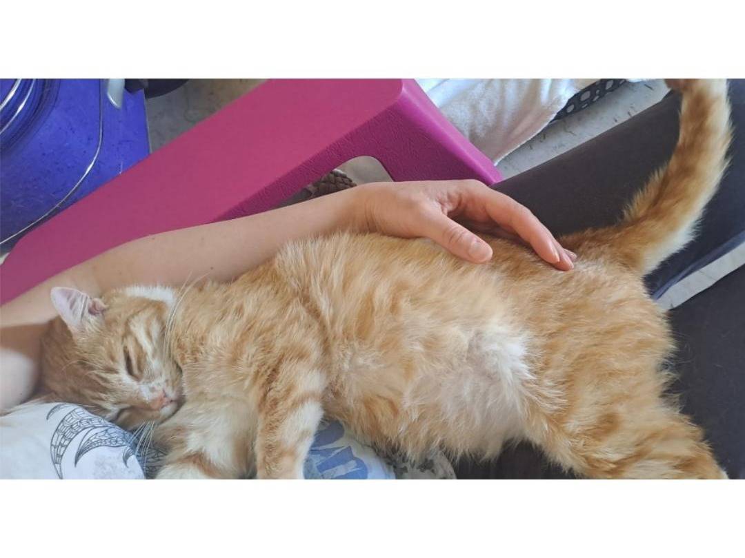 Foto dell'animale