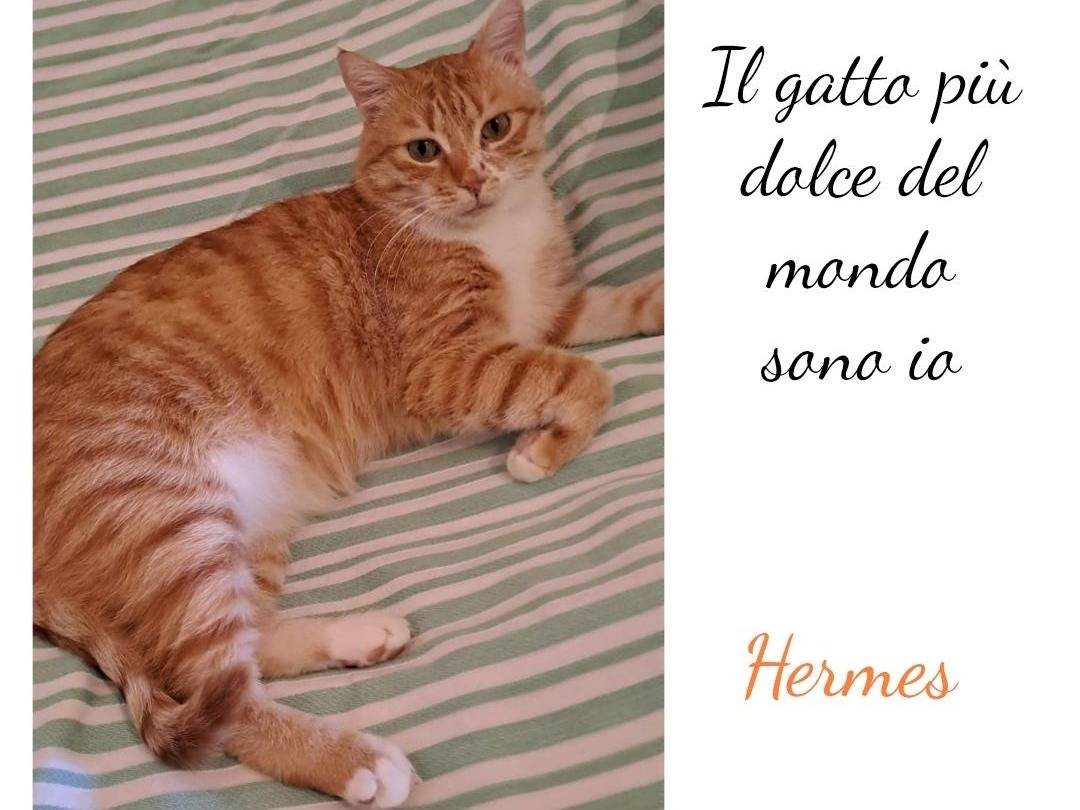 Foto 2 dell'animale