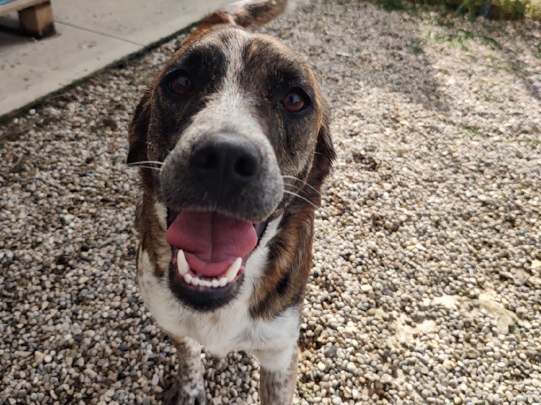 Adotta un cane, femmina, 2 anni  e 2 mesi , Treviso