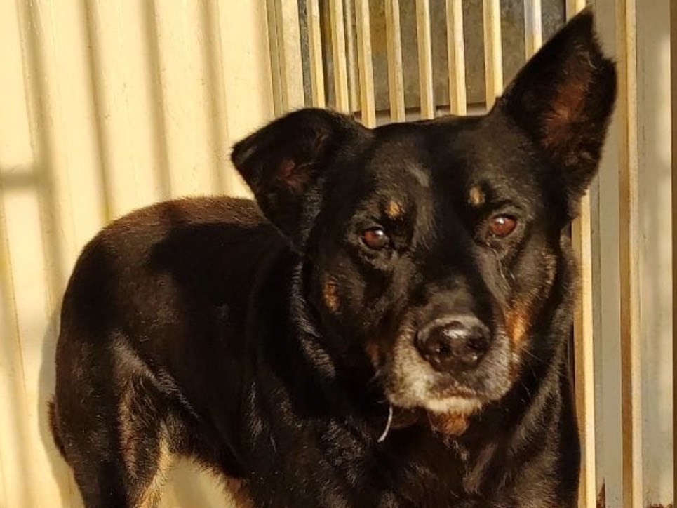 Adotta un cane, maschio, 4 anni  e 2 mesi , Treviso