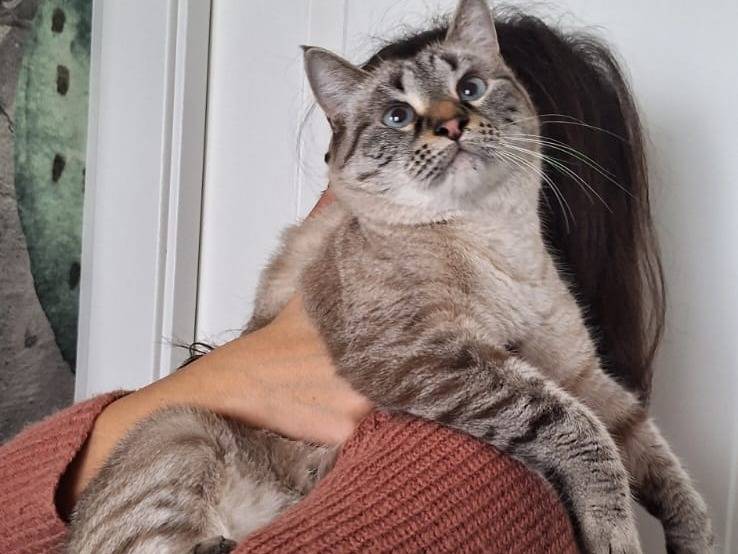 Adotta un gatto, taglia non valida, femmina, Milano