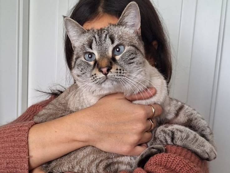 Vuoi adottare un gatto a Milano?
