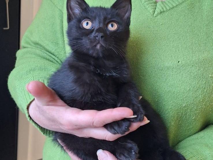 Adotta un gatto, taglia non valida, maschio, Varese