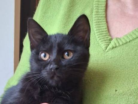 Adotta un gatto, maschio, 2 mesi, Varese