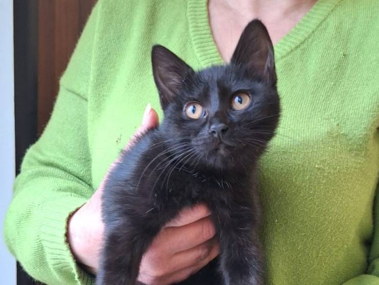 Vuoi adottare un gatto a Varese?