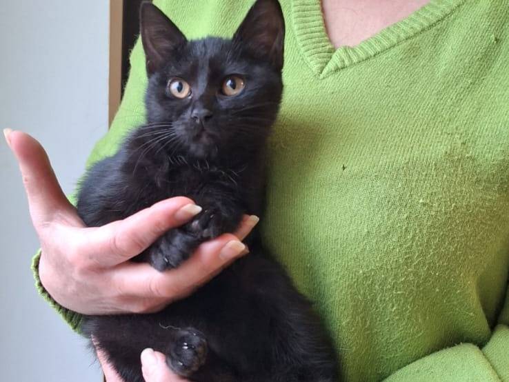 Adotta il gatto Kim a Varese