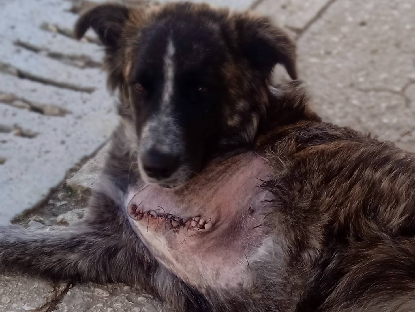 Adotta un cane, femmina, 11 mesi, Chieti