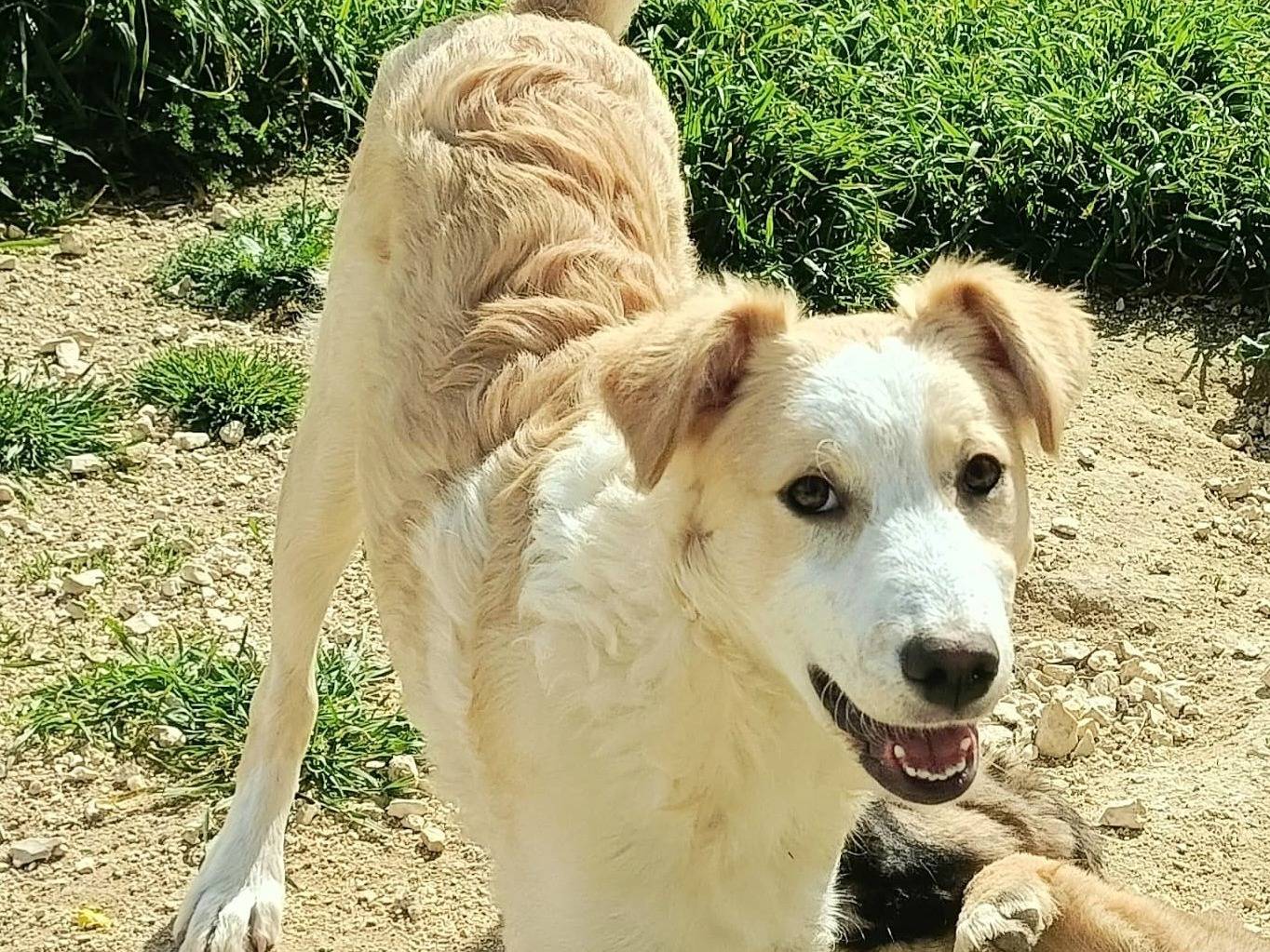 Adotta un cane, femmina, 5 mesi, Palermo