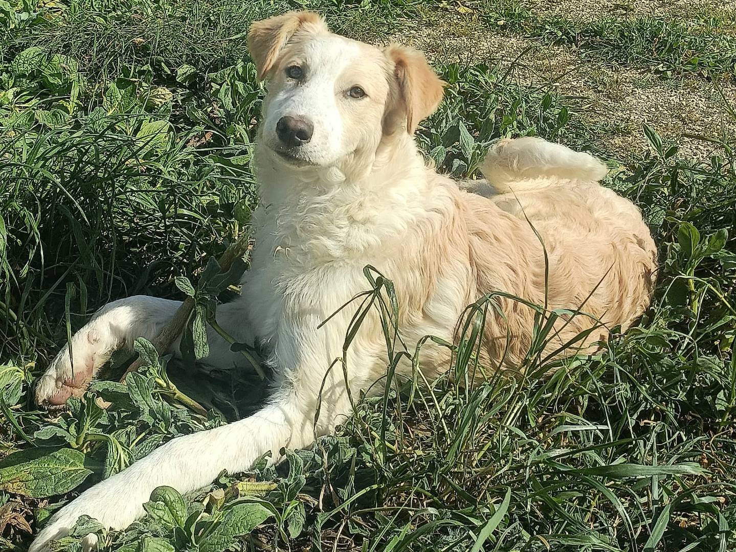 Vuoi adottare un cane a Palermo?