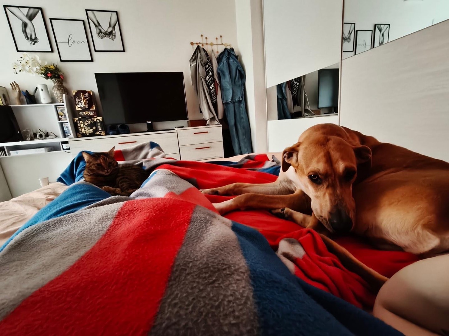 Adotta un cane, maschio, 1 anno e 5 mesi, Milano