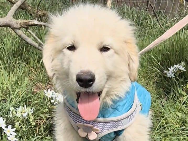 Adotta un cane, maschio, 8 mesi, Potenza