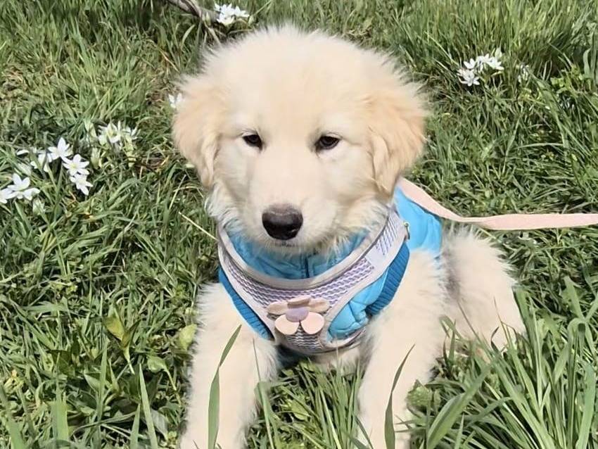 Adotta un cane, taglia media, maschio, Potenza