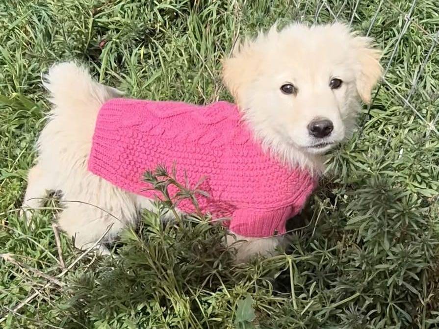 Adotta un cane, femmina, 8 mesi, Potenza