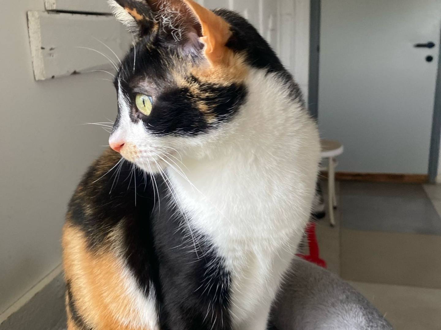 Adotta un gatto, femmina, 3 anni e 10 mesi, Bari