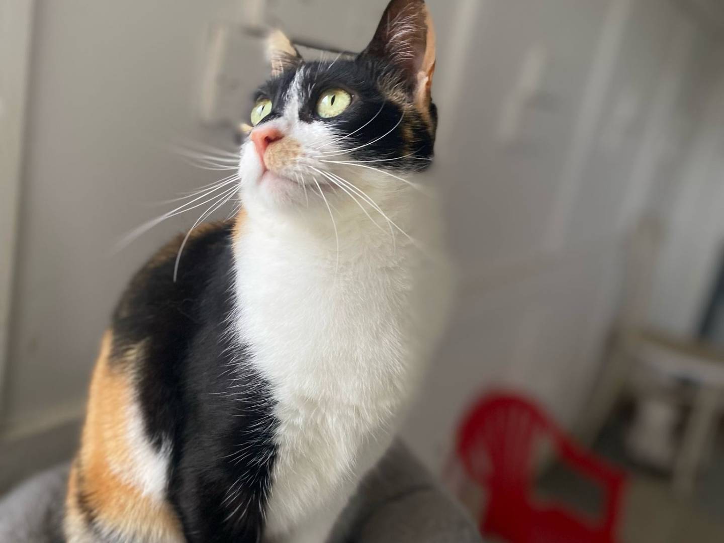 Adotta un gatto, taglia non valida, femmina, Bari