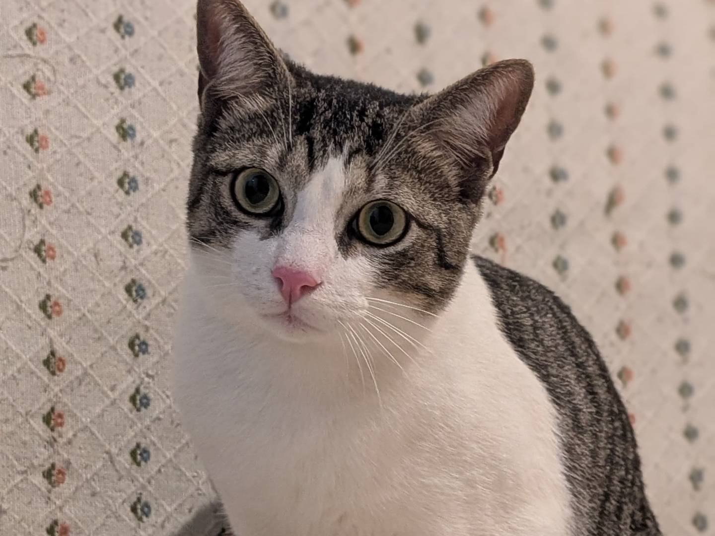 Adozione gatto, maschio, Razza sconosciuta Razza sconosciuta, 1 anno, taglia non valida, Bari