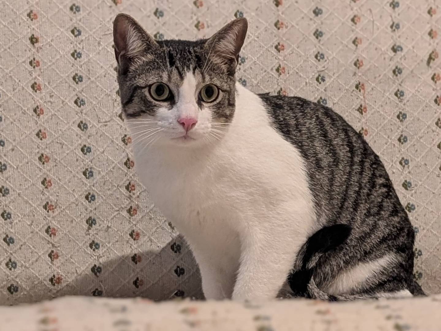 Adotta un gatto, maschio, 1 anno, Bari