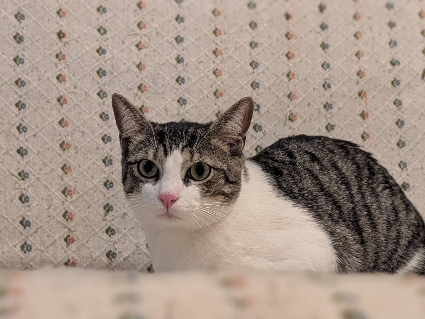 Adotta un gatto, taglia non valida, maschio, Bari
