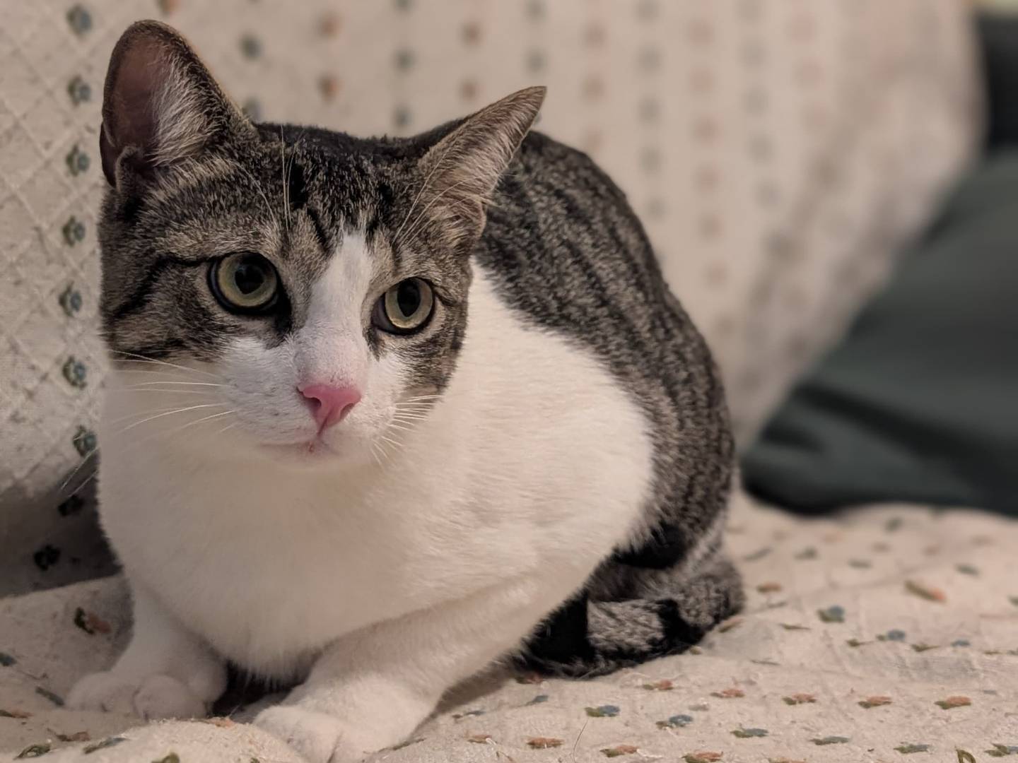 Vuoi adottare un gatto a Bari?