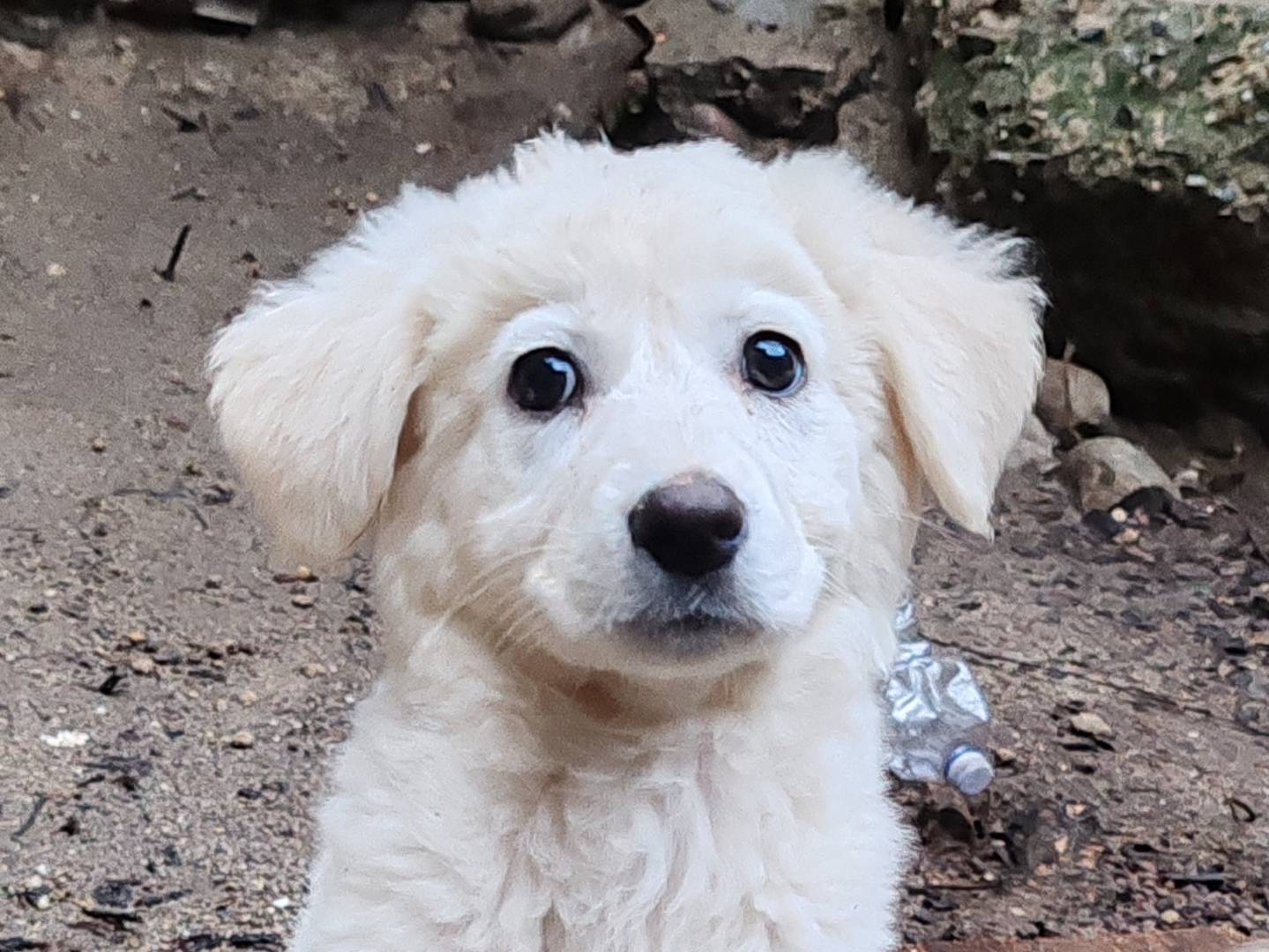 Foto dell'animale