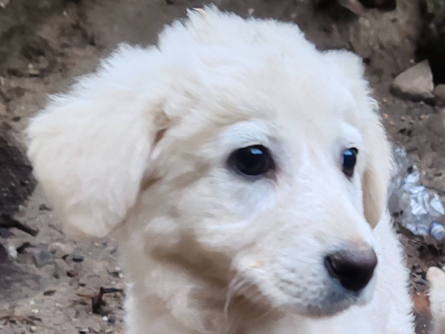 Adotta un cane, femmina, 3 mesi, Crotone