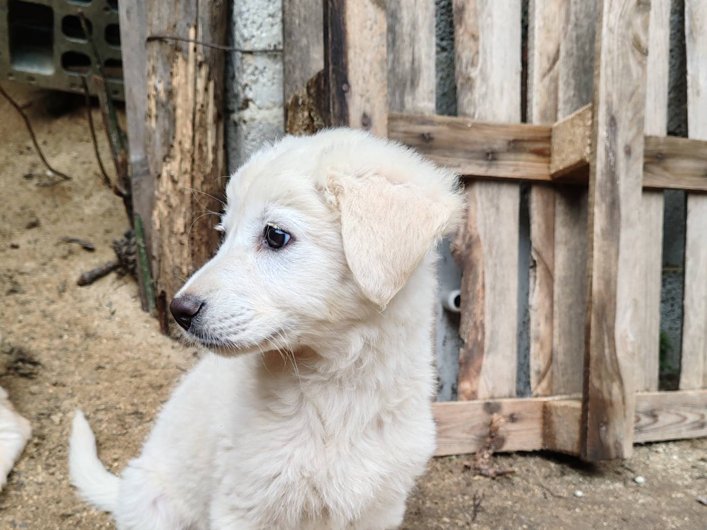 Adotta un cane, taglia media, femmina, Crotone