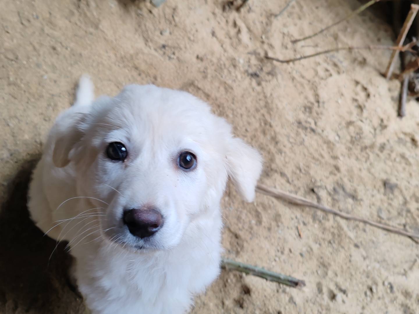 Vuoi adottare un cane a Crotone?