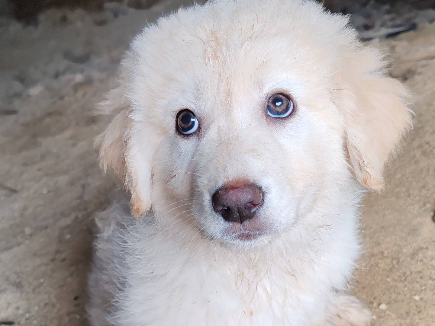 Foto dell'animale