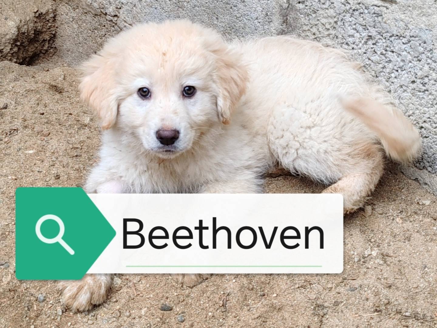 Adotta un cane, maschio, 3 mesi, Crotone
