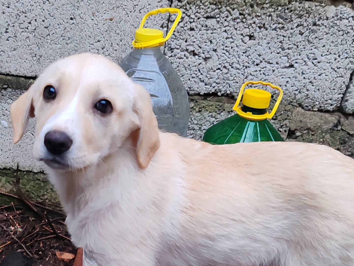 Adotta un cane, femmina, 3 mesi, Crotone