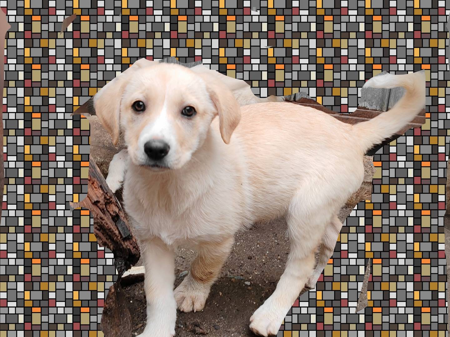 Adotta un cane, taglia media, femmina, Crotone