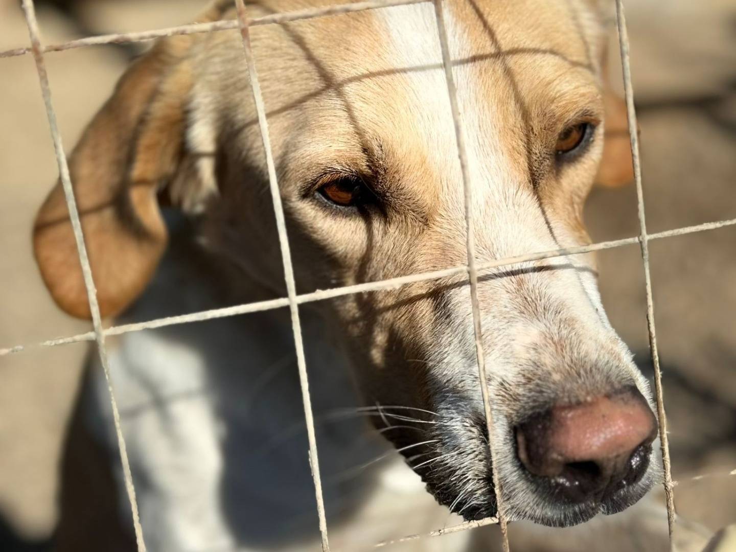 Vuoi adottare un cane a Taranto?