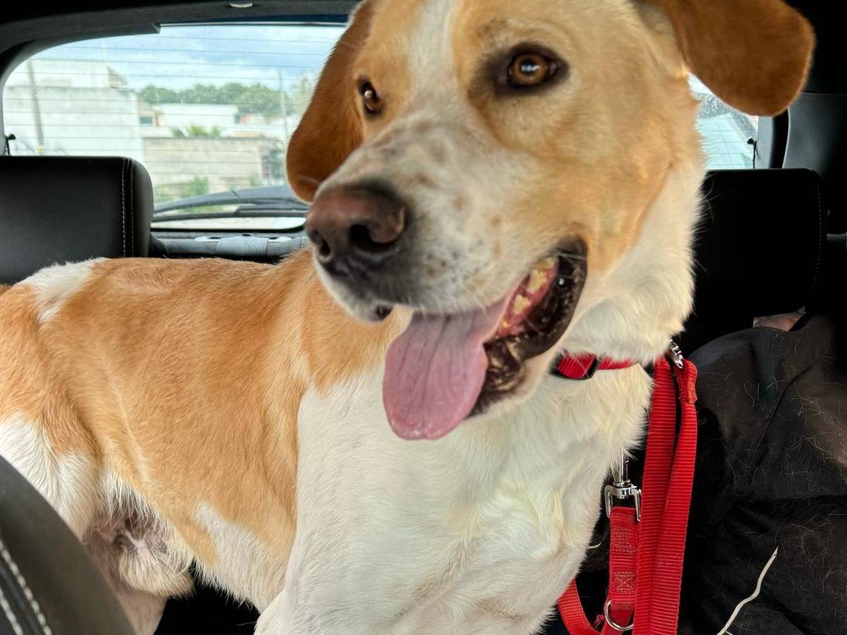 Adotta il cane Leo a Taranto