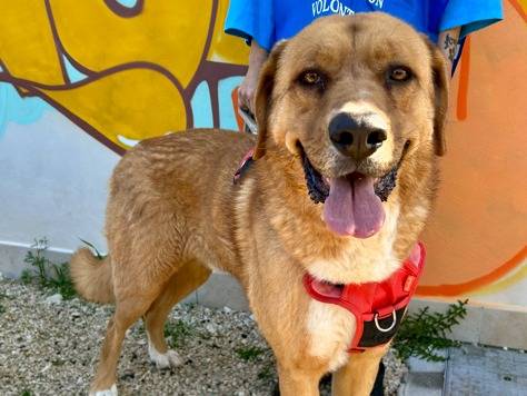 Vuoi adottare un cane a Bari?