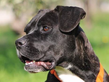 Vuoi adottare un cane a Bari?