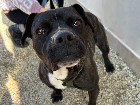 Adotta il cane Bruna a Bari