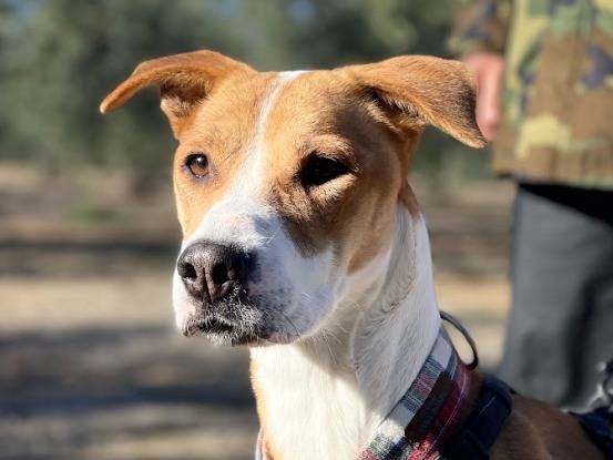 Adotta un cane, femmina, 2 anni  e 7 mesi , Bari