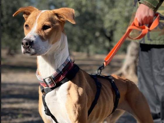 Adotta un cane, taglia media, femmina, Bari