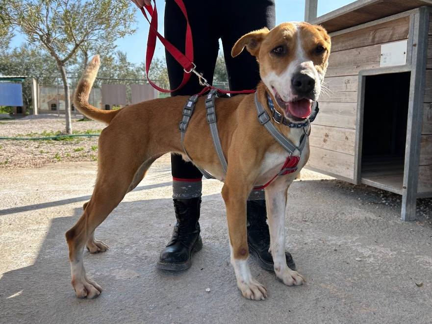Adotta il cane Tokyo a Bari
